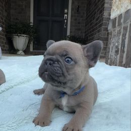Waffle - Blue fawn male French Bulldog puppy in Willis, Texas from Grandiose Frenchies
