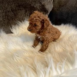 Pekingese, Poodle, and Shih Tzu Puppies from Happy puppies