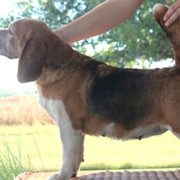 Keeper - Beagle