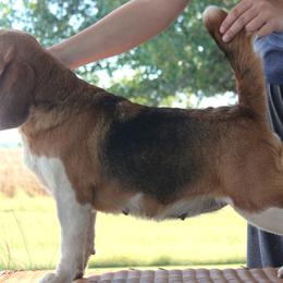 Keeper - Beagle