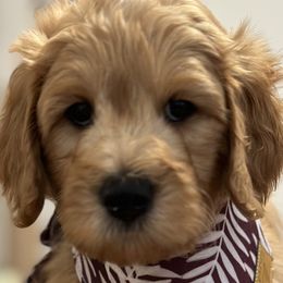 Boy 3 - Apricot Goldendoodle puppy in Blanchard, Oklahoma from I Dream of Doodles