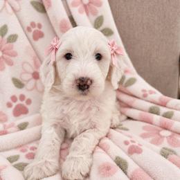 Hallow - Parti female Goldendoodle puppy in Fordland, Missouri from K&K's Puppy Kingdom