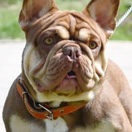 Marshal - French Bulldog