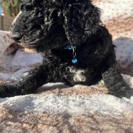 Blue collar - Black male Poodle puppy in Bakersfield, California from Lucky 7 Litter