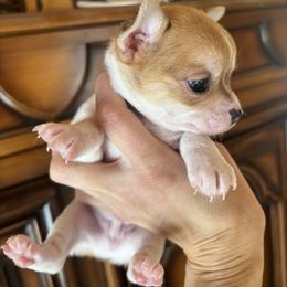 Black - Sable spotted white male Chihuahua puppy in Isanti, Minnesota from Happy Little Chihuahuas