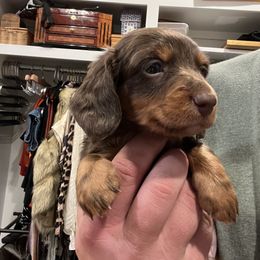 Dachshund Puppies from Broken Diamond J Farms