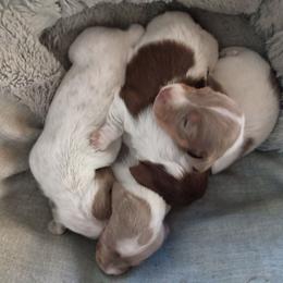 Tara - Fawn (isabella) and cream female Dachshund puppy in Sacramento, California from Family and Farm Friendly Dachshund