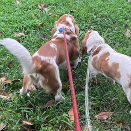 Basset Hounds from Birdsong's Bassets