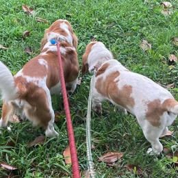 Basset Hounds from Birdsong's Bassets
