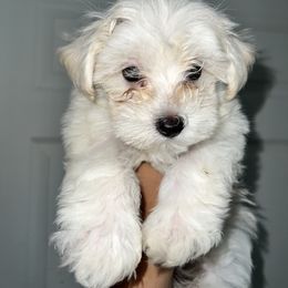 Maltipoo Puppies from Illy Loves Bailey