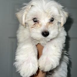 Maltipoo Puppies from Illy Loves Bailey