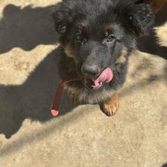 German Shepherd Puppies from Brooks High Quality Breeders
