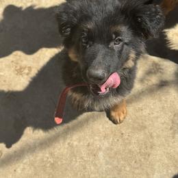 German Shepherd Puppies from Brooks High Quality Breeders