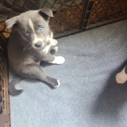 Pomsky Puppies from Ultimate Pomskies LLC