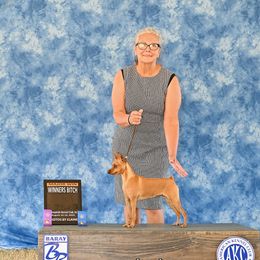 Miniature Pinscher All Grown Up from Peacock Miniature Pinschers