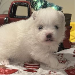 Isabella - Cream parti female Pomeranian puppy in New Lenox, Illinois from Illinois Poms