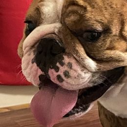 Bulldog All Grown Up from Momma Bear’s bulldogs