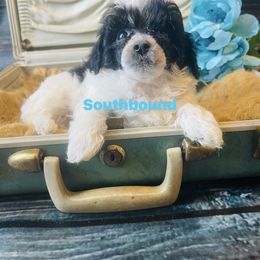 Usher (Teal) - Parti male Poodle puppy in Leoma, Tennessee from Southbound Kennel