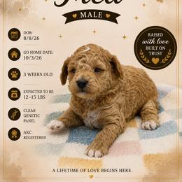 Fred - Red  male Poodle puppy in Grass Valley, California from Sapphire Ridge Poodles