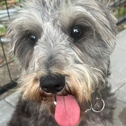 Maleficent - Miniature Schnauzer