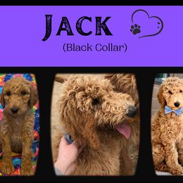 Goldendoodle All Grown Up from Nebraska Doodle Crew