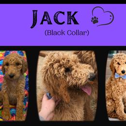 Goldendoodle All Grown Up from Nebraska Doodle Crew