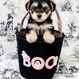 Mushu - Black & tan tri-color female Morkie puppy in Tucson, Arizona from Sun-Kissed Morkies