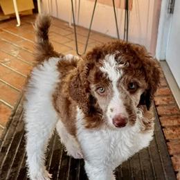 Poodle Puppies from Candace Yakes