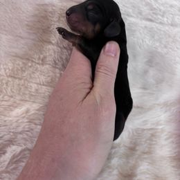 Midnight - Black and tan male Dachshund puppy in Osage, Oklahoma from Vandruff Creek Mini Dachshunds