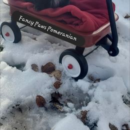 Pomeranian Puppies from Fancy Paws Pomeranian