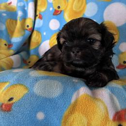 Charlotte - Sable female Shih Tzu puppy in Kettering, Ohio from The Ruff Life Tribe