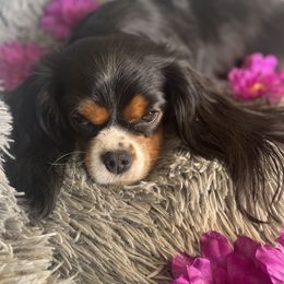 Sydney - Cavalier King Charles Spaniel