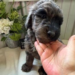 Jessie - Merle male Bernedoodle puppy in Hackleburg, Alabama from The Doodle Patch