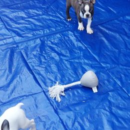 Boston Terrier Puppies from IHeart Boston Terriers