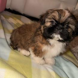 Boots - Tricolor male Shih Tzu puppy in Azusa, California from RJ Shih Tzu lover