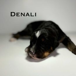 Denali - Tri-color male Bernedoodle puppy in Ocala, Florida from Bernedoodles of Florida
