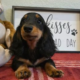 Giovanni. (AKC) - Black and tan male Dachshund puppy in Dade City, Florida from Kingpindoxies