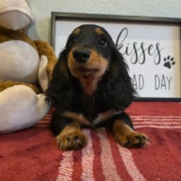 Giovanni. (AKC) - Black and tan male Dachshund puppy in Dade City, Florida from Kingpindoxies