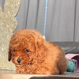 Sarah - Red  female Poodle puppy in Riverside, California from Poodles and Frenchies