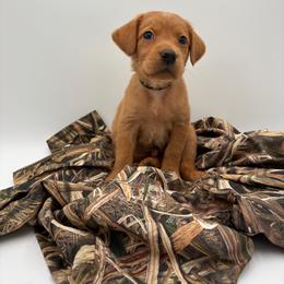 Black - Yellow male Labrador Retriever puppy in Heath Springs, South Carolina from Rich Hill Retrievers