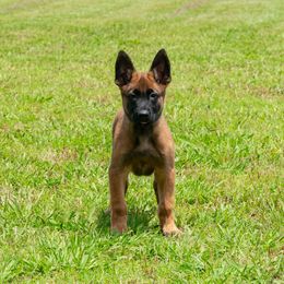 GREEN - Mahogany male Belgian Malinois puppy in Paragould, Arkansas from DANGER CLOSE MALINOIS