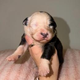 Pina Colada - Black tri-color female Australian Shepherd puppy in Anniston, Alabama from All Hale Aussies