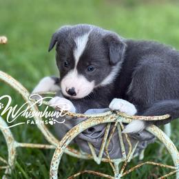Slate.Blue G- smooth - Slate female Border Collie puppy in Nashville, Arkansas from Whisenhunt Farms