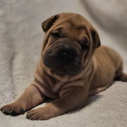 Champ - Red fawn male Chinese Shar-Pei puppy in Bakersfield, California from Cashmerewrinkles