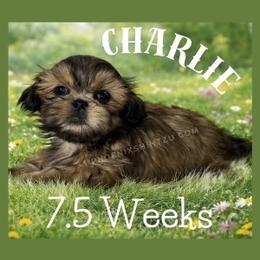Charlie - Gold male Shih Tzu puppy in Hayden, Idaho from Phoenix Shih Tzu