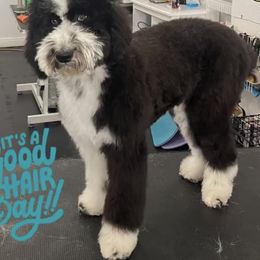 Aussiedoodle All Grown Up from Blu’s Aussiedoodles