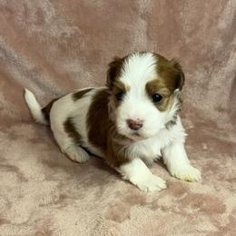 Cider - Red female Havanese puppy in Maryville, Missouri from Dreamworks Havanese