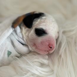 Clyde - Parti male Poodle puppy in Waco, Texas from Poodle Paradise