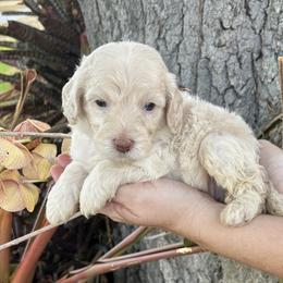 Boy 4 - Cream Goldendoodle puppy in Bradenton, Florida from Doodle Acres