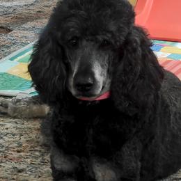 Melody - Poodle